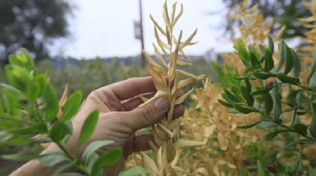 Europa está vigilante sobre el protocolo de contención de la Xylella en los puertos y aeropuertos baleares