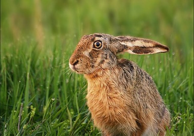 Medio Ambiente abre la temporada de caza