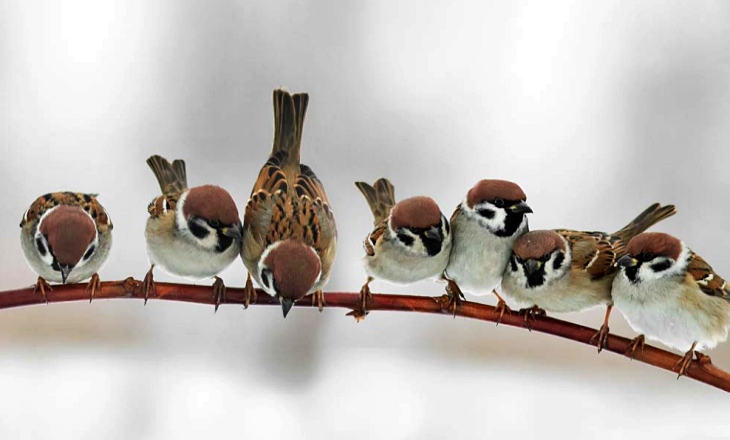 Europa exige a la ‘Cumbre de Biodiversidad de la ONU’ que se celebrará en China a fijar objetivos vinculantes