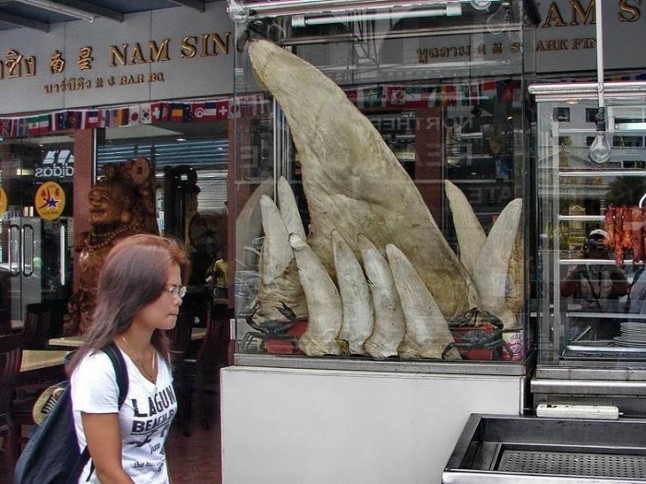 El consumo de aletas de tiburón no extinguirá las especies