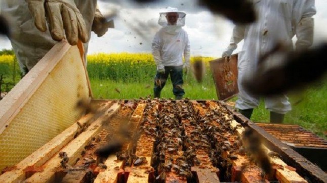 Europa confirma de forma contundente que los neonicotinoides perjudican a las abejas