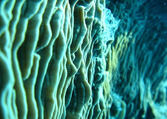 Mapa genético de la Gran Barrera de Coral