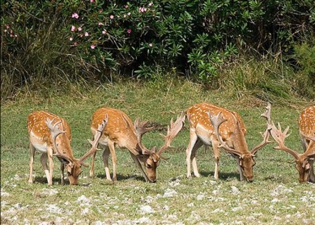 Plan de Gestión y Reintroducción del Corzo en Andalucía