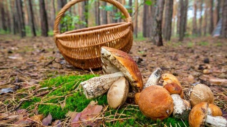 La recogida abusiva de setas en Almería se salda con 25 denuncias