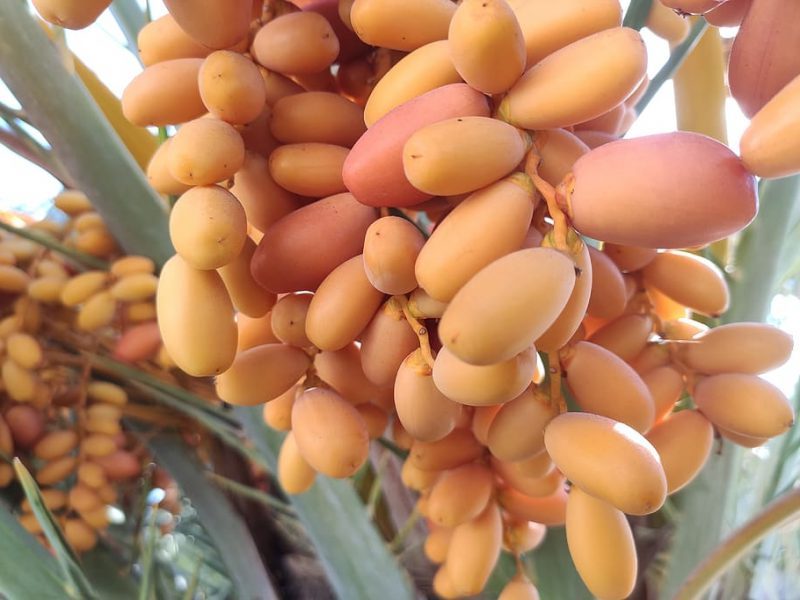 10 alimentos ecológicos para pasar el invierno