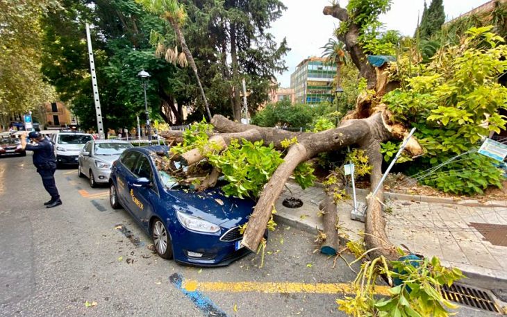 Salvar el árbol bellasombra de Palma de Mallorca