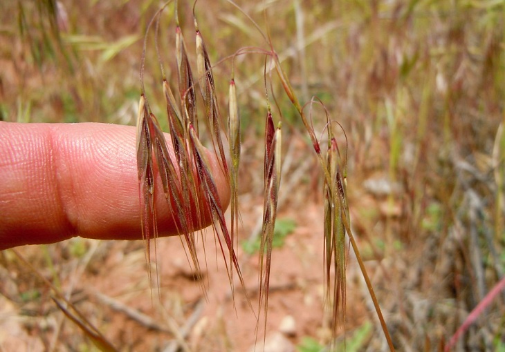 Los pastos invasivos incrementan el riesgo de incendios