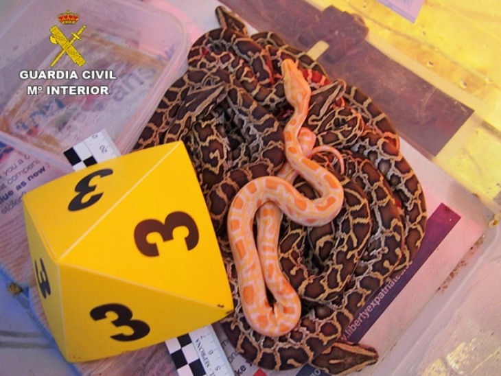 Destapan una red de comercio ilegal de especies protegidas que enviaban a Marruecos