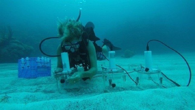 La acidificación destroza los arrecifes de coral