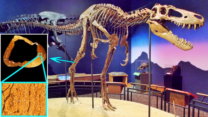 Todo lo que no sabíamos de los ‘tiranosaurios enanos’