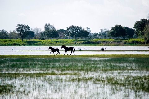 Alarma en Doñana: mala gestión de sus aguas