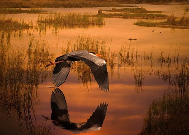 Estado de las lagunas costeras de Doñana