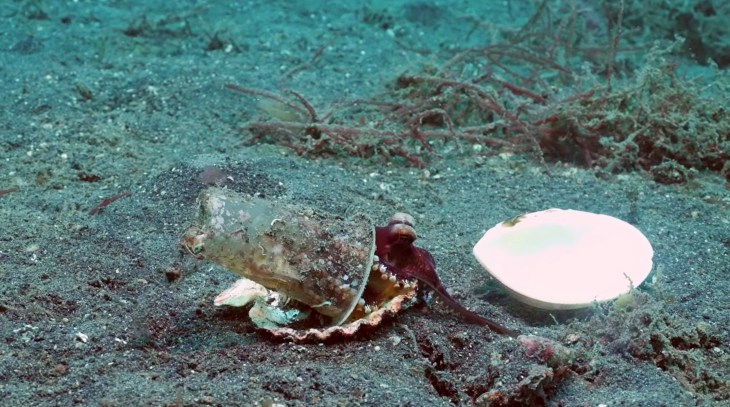 El pulpo vivía en un vaso de plástico