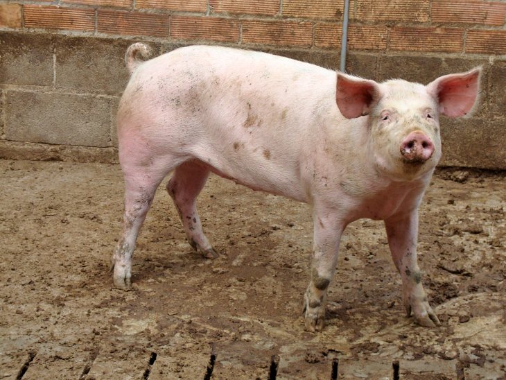 Proyecto pionero para mejorar el bienestar de los animales de granjas de cerdos y vacas lecheras
