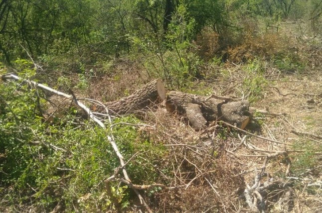 Argentina: Detectan desmonte ilegal en Córdoba por control satelital