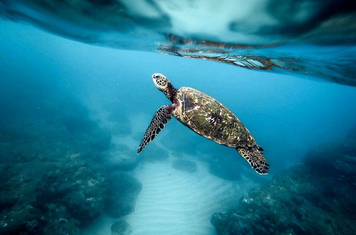 Organizaciones ambientales exigen a Europa que protejan los océanos como acción climática