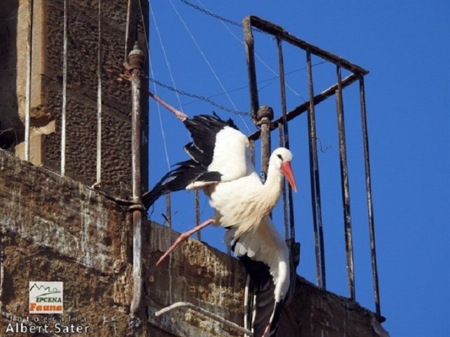 Dos cigüeñas heridas y una muerta en dos iglesias de Lleida