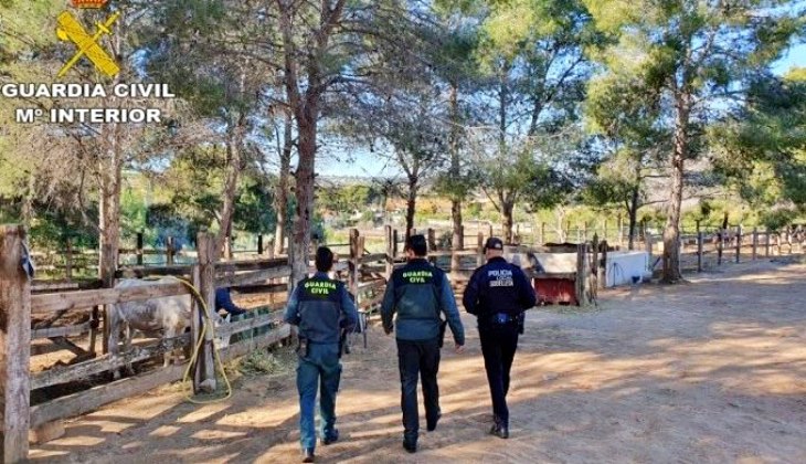 En el municipio valenciano de Godelleta hallan 19 caballos malnutridos y seis muertos