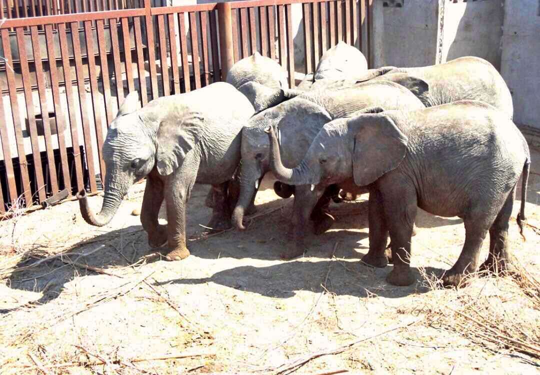 Qué ‘narices’ hacen elefantes bebés arrebatados a sus madres en ‘deleznables’ zoológicos