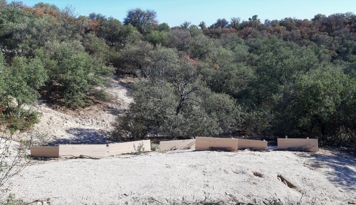 A qué se debe la alarmante mortalidad de encinas durante el verano