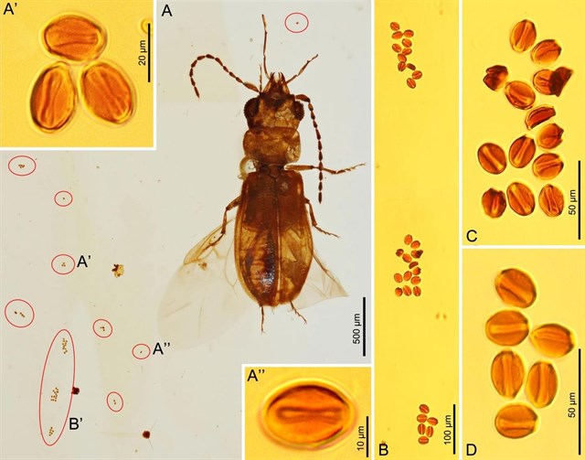 Lo escarabajos ya polinizaban en el Jurásico temprano antes que las abejas