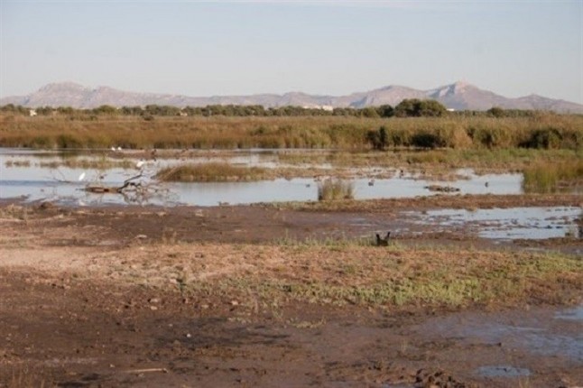 El Grup Balear dOrnitologia acusa al Govern de dar la espalda a sAlbufera con el Plan Hidrológico