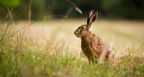 Descubren un patrón universal que explica la longevidad de las especies