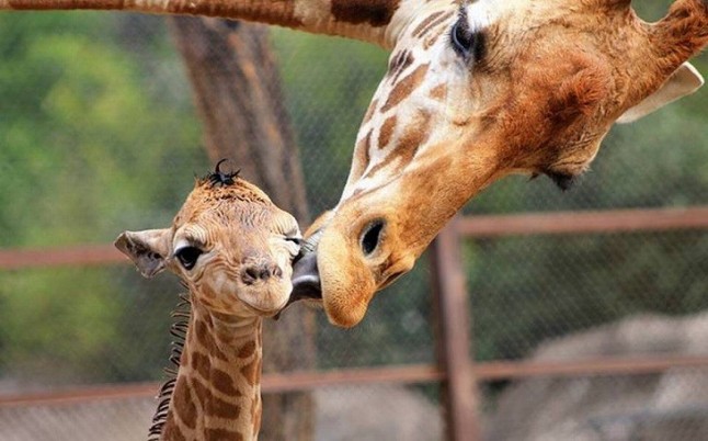 El 50% de las especies se extinguirán antes de 2080