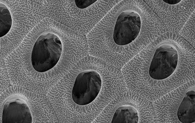 Descubiertas nuevas especies de briozoos a más de mil metros de profundidad