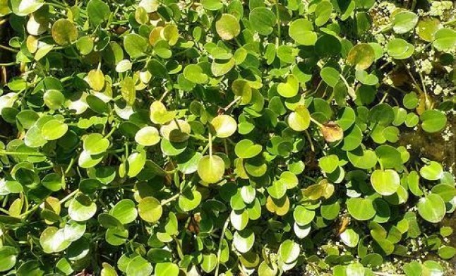 Las especies invasoras son consideradas la segunda mayor amenaza mundial a la biodiversidad