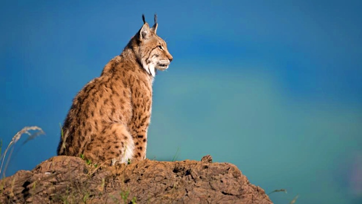 Naturaleza amenazada: declive sin precedentes en la historia de la humanidad