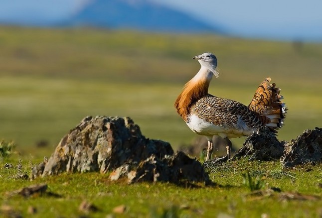 El regadío es un grave amenaza para los espacios protegidos con aves esteparias