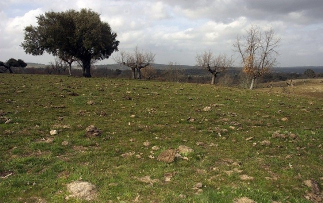 Más excrementos en los pastos por el uso de un antiparasitario para ganado
