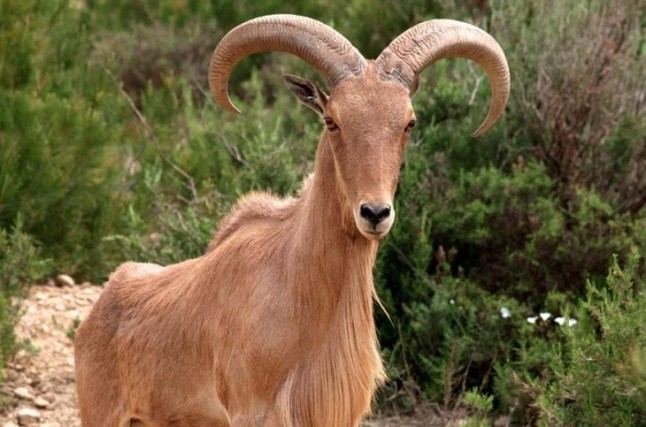 Un estudio del CSIC en Almería cuestiona la inclusión del arruí en el catálogo español de exóticas invasoras