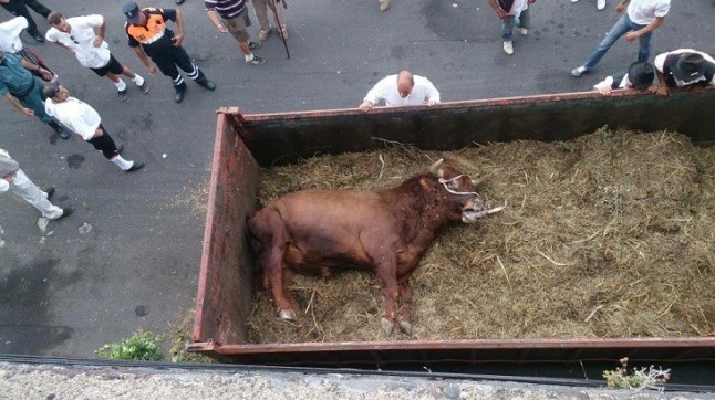 Almassora y la extrañísima muerte de tres toros