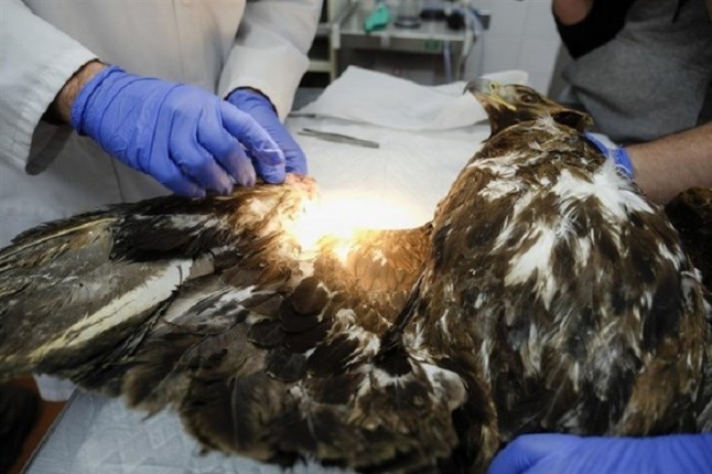 Castilla y León. La red de centros de atención de fauna silvestre registró y atendió a más de 2.500 animales en 2017