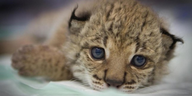 APDDA pide la identificación de puntos negros de atropellos de fauna salvaje