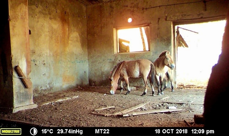 Una especie equina en peligro de extinción se refugia en ‘Chernobyl’