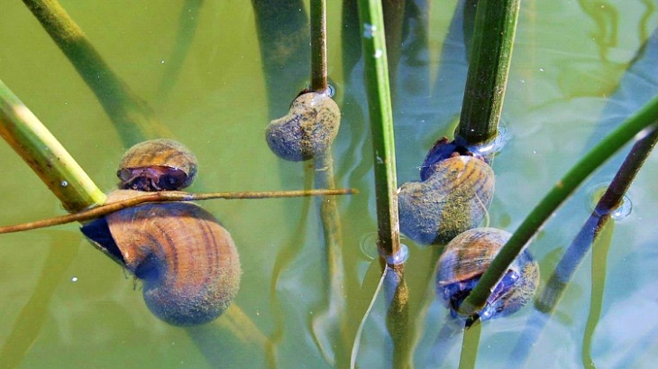 El Delta del Ebro no baja la guardia contra el caracol manzana