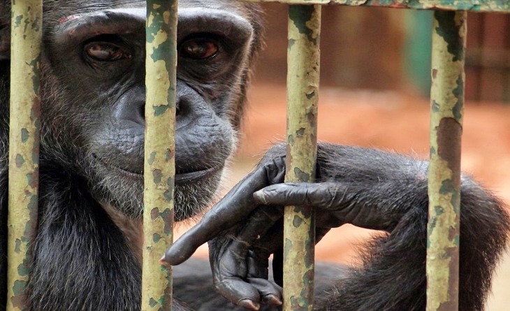 Los chimpancés actores y mascotas ‘traumatizados de por vida’