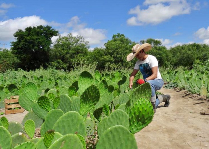 Encuentro internacional en México sobre ‘biodinámica’