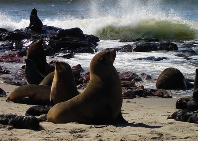 Orcas y focas sufren la malnutrición de la especie de salmón de la que se alimentan