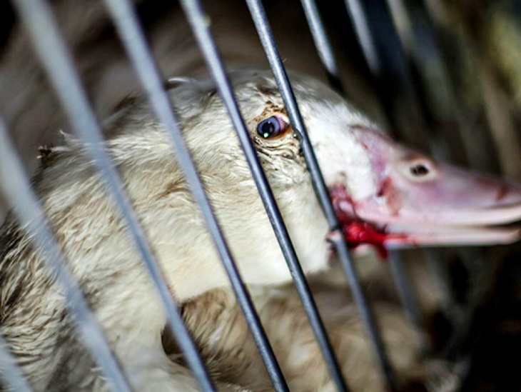 La ciudad de Nueva York dice NO a la venta de foie gras