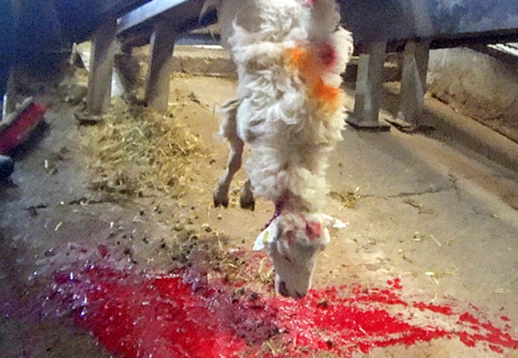 La miserable y cruel muerte de los corderos y ovejas en Reino Unido