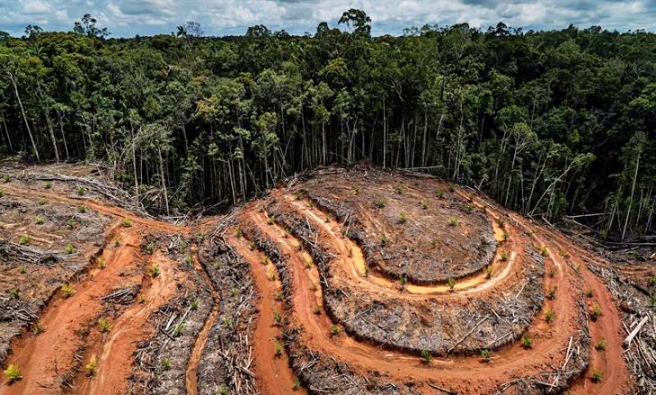 Existe alguna ‘alternativa sostenible’ para el actual cultivo del aceite de palma