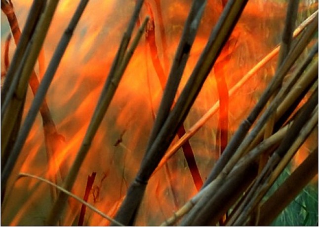 Evolución de los paisajes mediterráneos tras un incendio