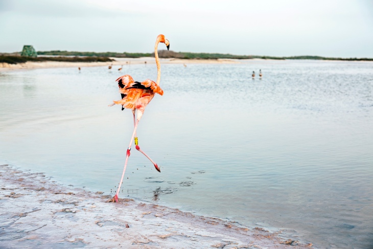 Por la preservación del Flamenco del Caribe