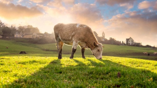 Se puede reducir el CO2 en la cría de ganado