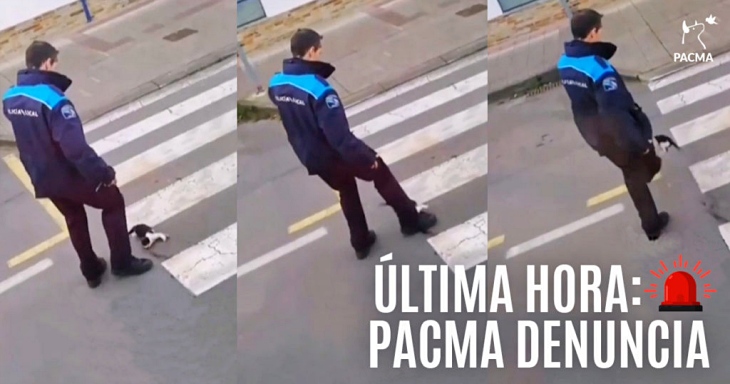 Un policía municipal de Pontedeume patea a un gatito