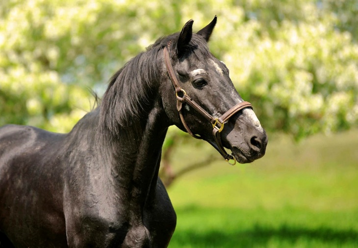 Nueva investigación sobre restos de caballos prehistóricos en la península ibérica